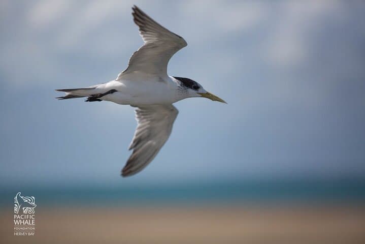 Great Sandy Straits Seven-Island Wildlife Cruise from Urangan Marina photo 3