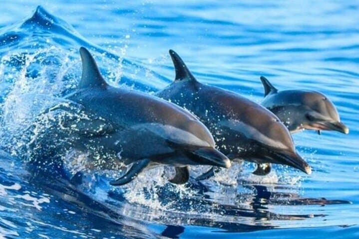 Kizimkazi Dolphin Tour: Private 3-Hour Dolphin Experience in Zanzibar photo 2
