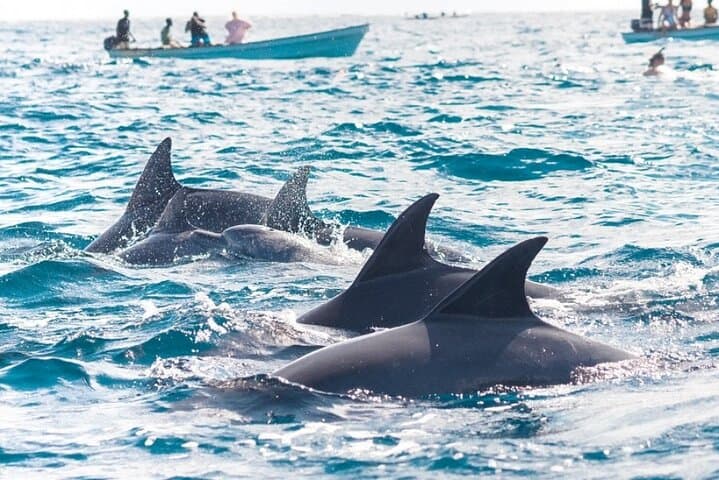 Kizimkazi Dolphin Tour: Private 3-Hour Dolphin Experience in Zanzibar