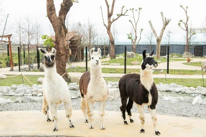 Yilan Day Trip: Animal Farm, Bubble Tea Museum & Luodong Night Market