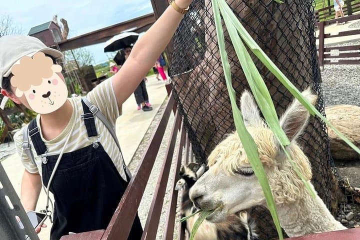 Yilan Day Trip: Animal Farm, Bubble Tea Museum & Luodong Night Market photo 3