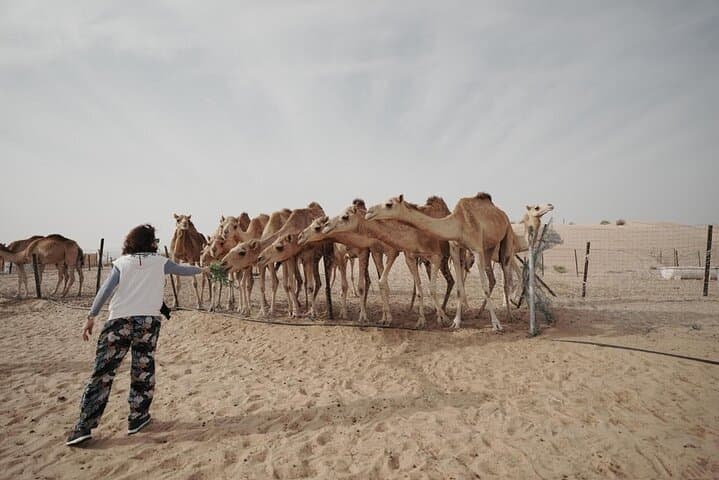 Abu Dhabi Desert Safari: Dune Bashing, Camel Rides & BBQ Under the Stars photo 5