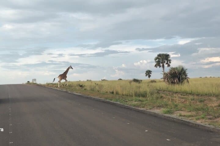 5-Day Uganda Safari — Murchison Falls Nile Cruise & Kibale Chimp Tracking photo 5