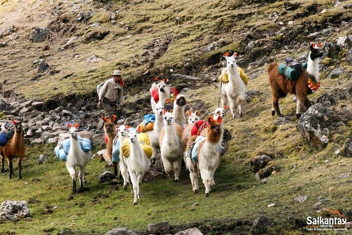 Lares Trek and Inca Trail: 5-Day Machu Picchu Adventure via Lares and Inca Trail photo 6