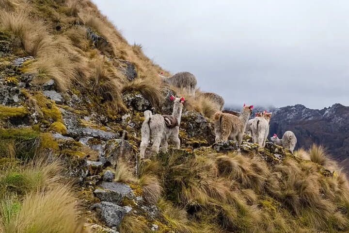 Lares Trek and Inca Trail: 5-Day Machu Picchu Adventure via Lares and Inca Trail