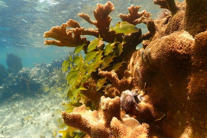 reef-discovery-guided-shore-snorkel-cozumel