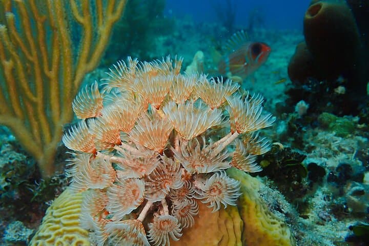 reef-discovery-guided-shore-snorkel-cozumel photo 2
