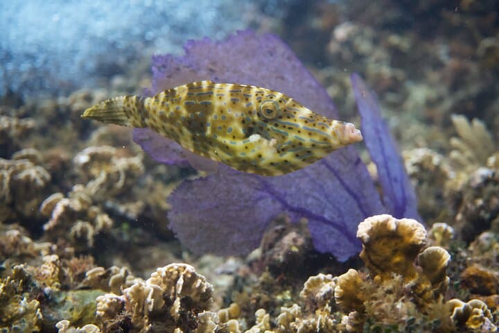 reef-discovery-guided-shore-snorkel-cozumel photo 3