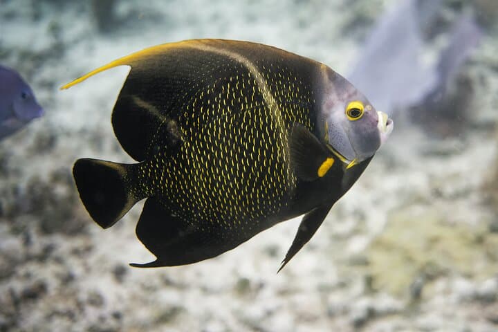 reef-discovery-guided-shore-snorkel-cozumel photo 4