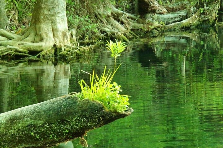 Rainbow River Kayak & Snorkel from KP Hole Park photo 5