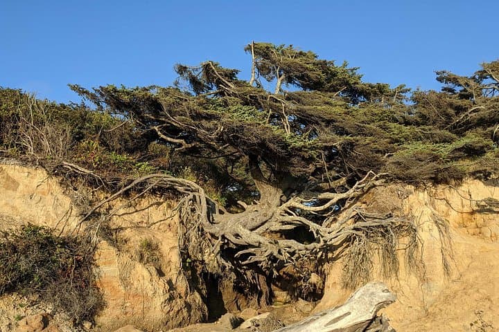 Seattle to Olympic National Park 4WD Private Day Trip: Rialto Beach, Tree of Life & Lake Crescent