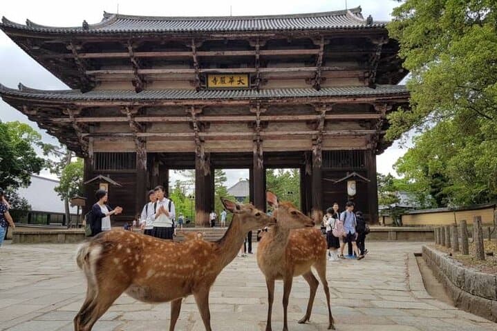 Private Nara, Osaka & Katsuo-ji Day Tour: Deer, Castles & Temples photo 6