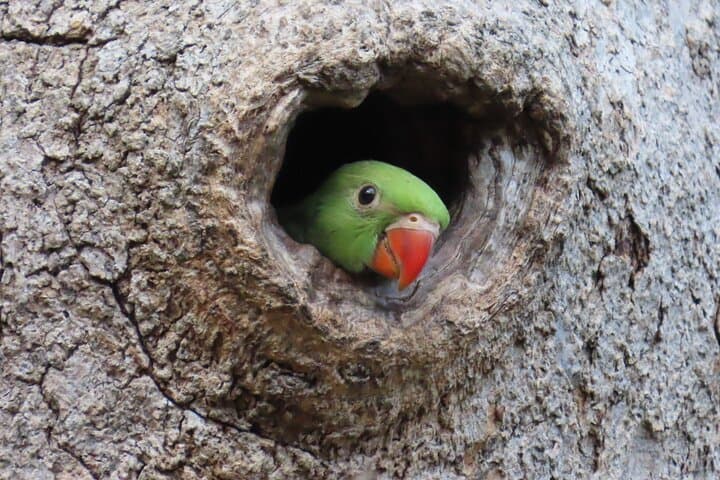 Bird Watching in Colombo: Urban Wetlands & City Birding Tour photo 3