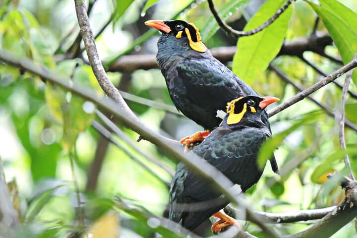Bird Watching in Colombo: Urban Wetlands & City Birding Tour photo 1