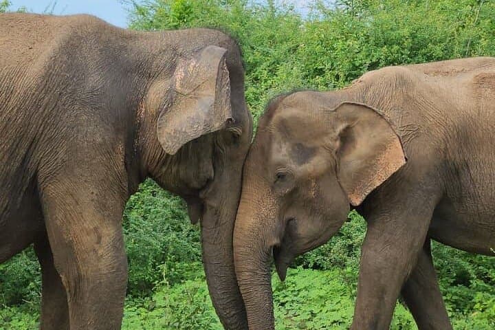 Udawalawe Safari & Riverside Village Experience: Elephants, Cooking and Culture photo 4