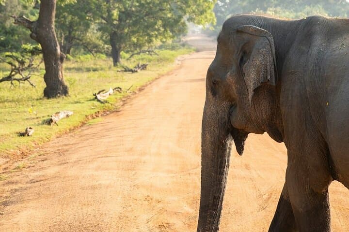 Udawalawe Safari & Riverside Village Experience: Elephants, Cooking and Culture