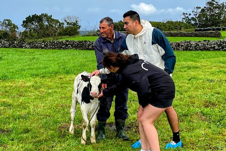 Terceira Island Highlights: Full-Day Guided Tour from Angra do Heroísmo photo 5