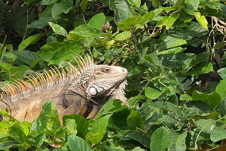 Gatun Lake Expedition: Panama Rainforest Boat Tour and Wildlife Viewing