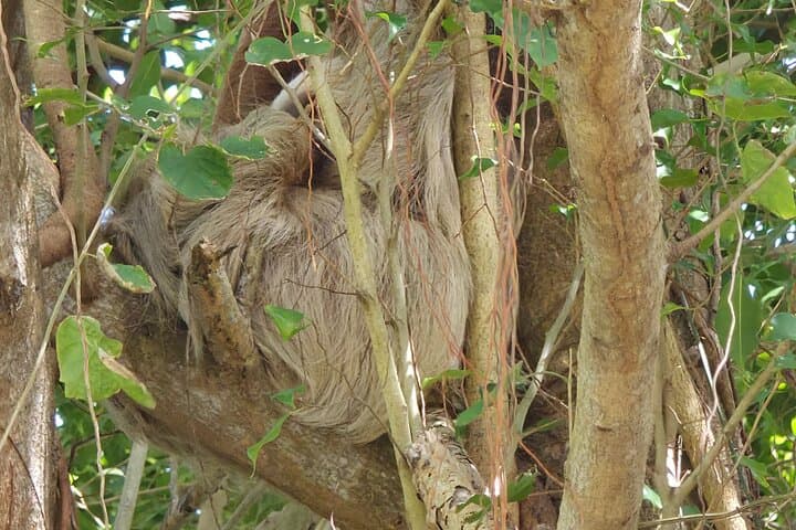 Gatun Lake Expedition: Panama Rainforest Boat Tour and Wildlife Viewing photo 3