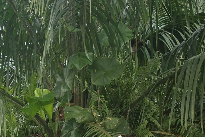 Gatun Lake Expedition: Panama Rainforest Boat Tour and Wildlife Viewing photo 4