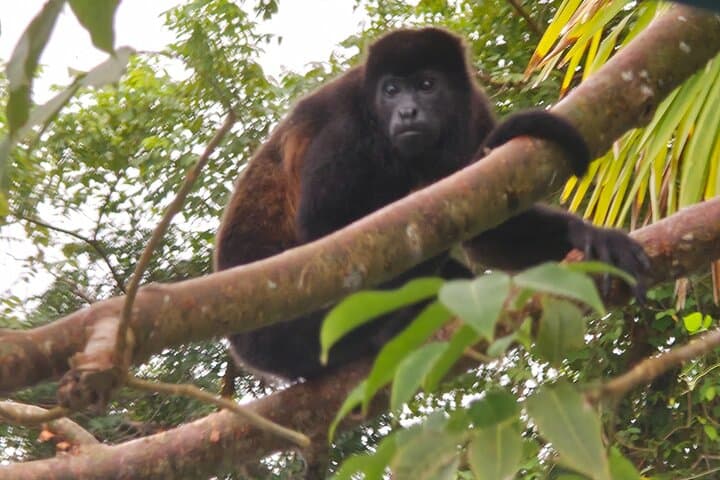Gatun Lake Expedition: Panama Rainforest Boat Tour and Wildlife Viewing photo 5