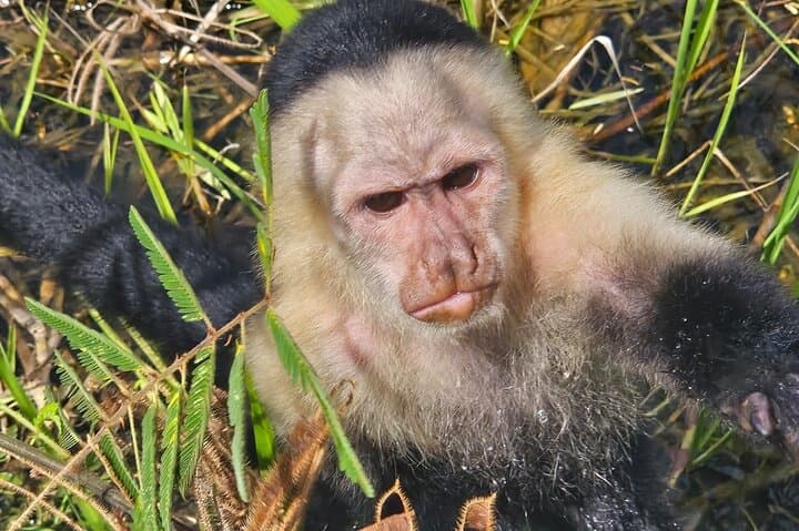 Gatun Lake Expedition: Panama Rainforest Boat Tour and Wildlife Viewing photo 6