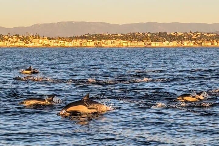 Private Sailing Charters Oceanside CA — Dolphins, Whales & Coastline Views photo 3