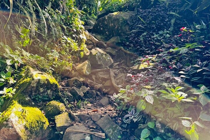 Gros Piton Hike: 4-Hour Guided Summit Trek in St. Lucia photo 6