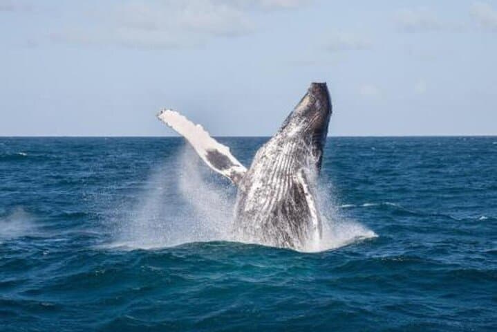 Full-Day Whale Watching and Cayo Levantado (Bacardi Island) from Punta Cana photo 3