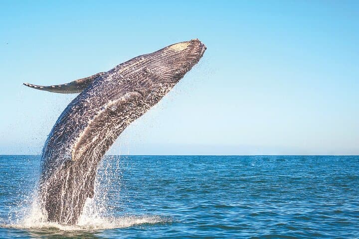 Punta Cana Whale Watching & El Limón Waterfall Adventure — Full-Day Catamaran Cruise and Waterfall Swim