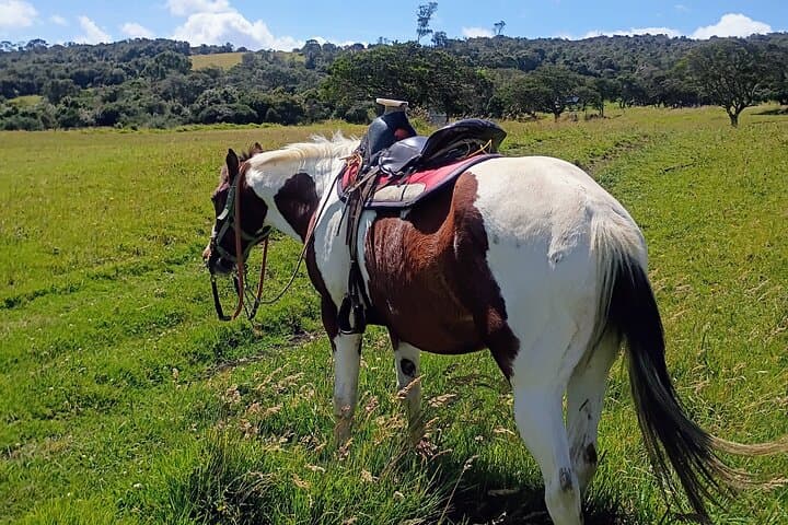 Half-Day Horseback Ride into the Andes Near La Calera photo 3