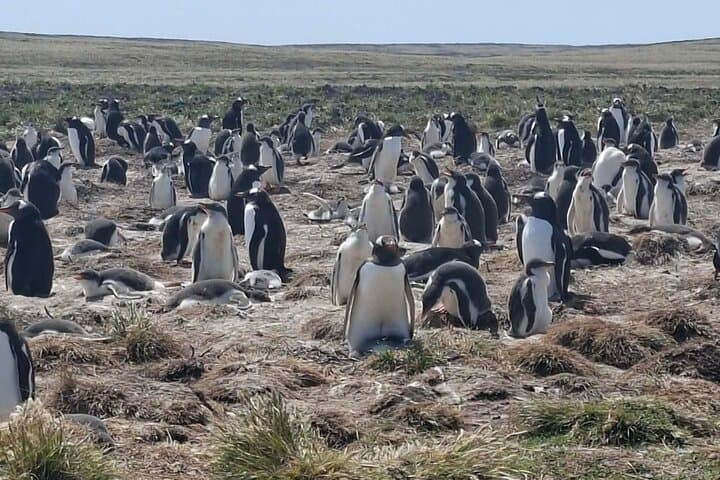 Bertha's Beach Gentoo Penguin Minibus Tour from Stanley photo 4
