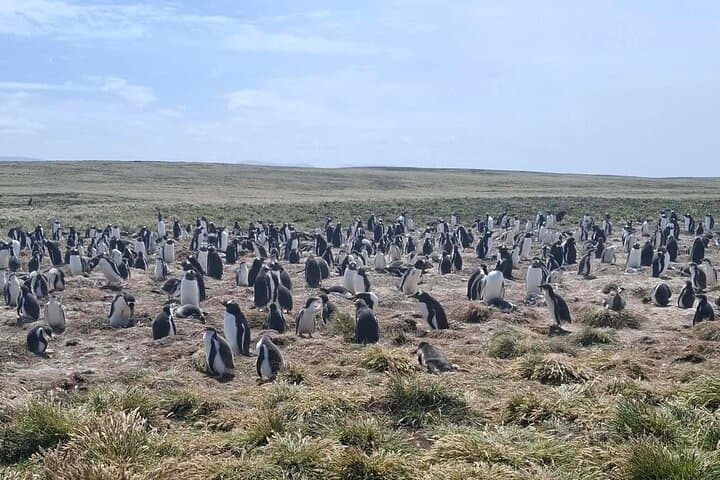 Bertha's Beach Gentoo Penguin Minibus Tour from Stanley photo 5
