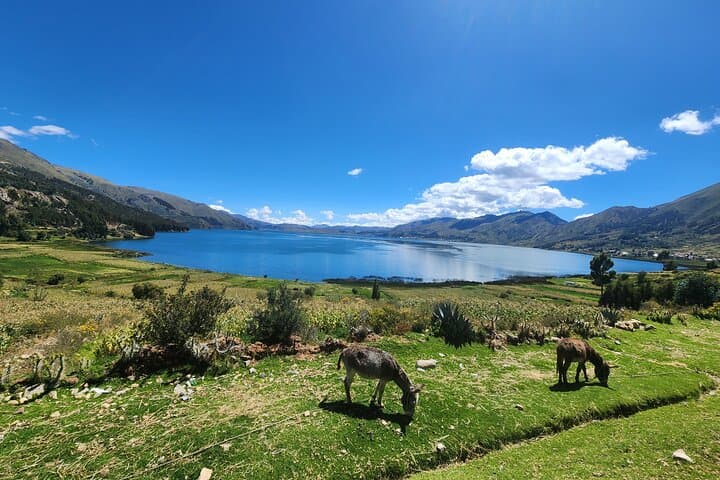 Qeswachaka Bridge and Four Lagoons Full-Day Adventure from Cusco photo 5