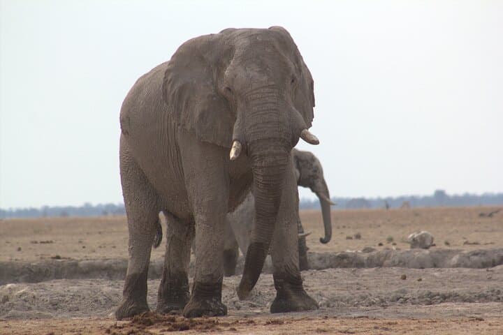 Moremi Day Safari: Okavango Delta Wildlife & Open-Vehicle Game Drive photo 3