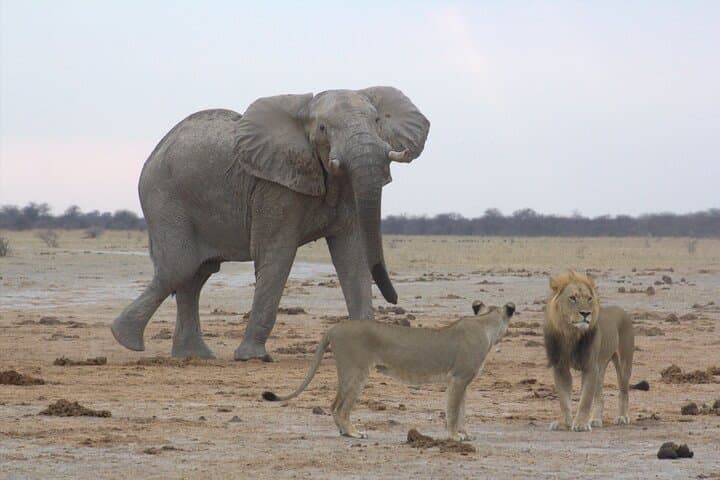 Moremi Day Safari: Okavango Delta Wildlife & Open-Vehicle Game Drive photo 4