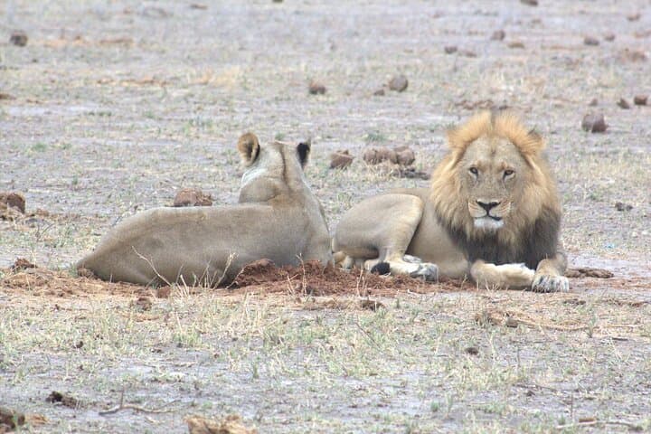 Moremi Day Safari: Okavango Delta Wildlife & Open-Vehicle Game Drive photo 5