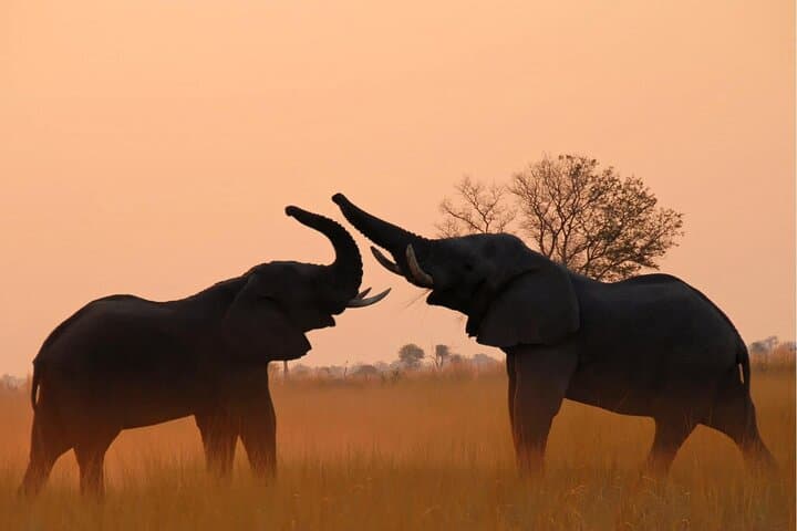 Half‑Day Chobe Game Drive — Kasane Safari for Elephants & River Views photo 5