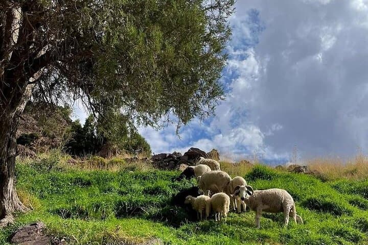 Atlas Mountains Day Trip From Marrakech — Imlil Valley & Setti Fatma Waterfalls photo 4