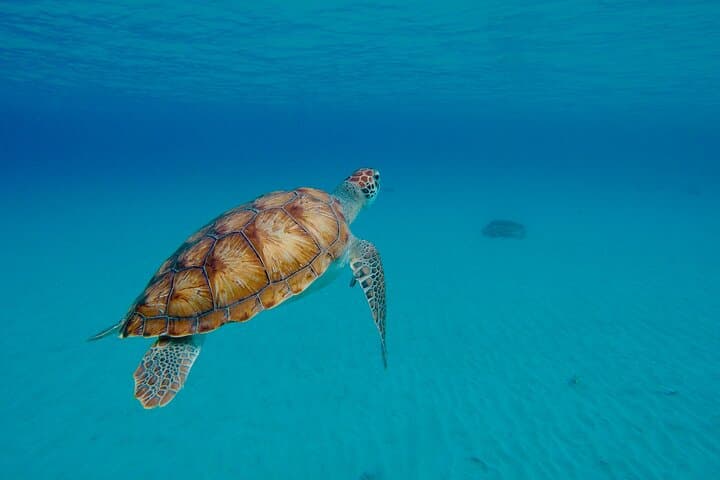 Private Curaçao Beach-Hopping Tour from Willemstad with Lunch photo 2