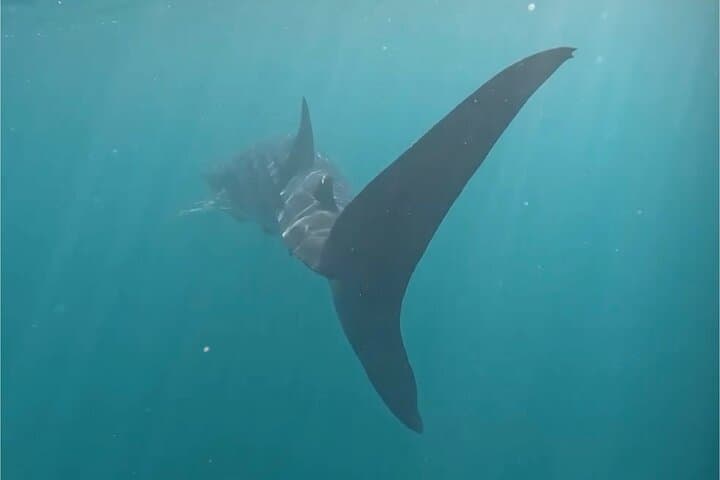 Swim with Whale Sharks in La Paz: Responsible Guided Snorkel Trip photo 5
