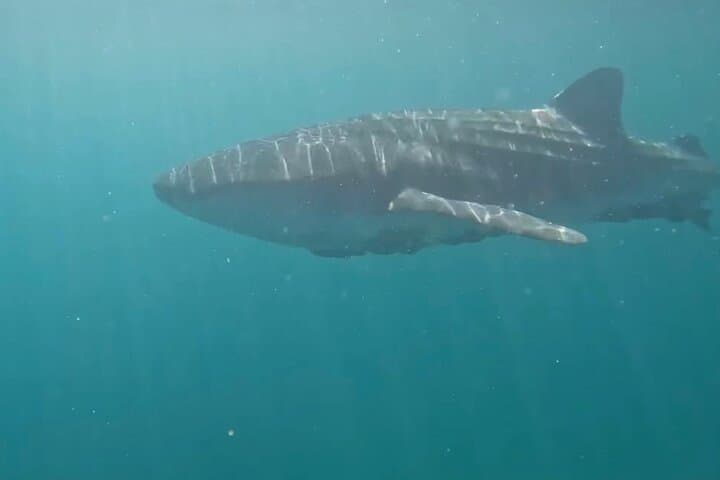 Swim with Whale Sharks in La Paz: Responsible Guided Snorkel Trip photo 6