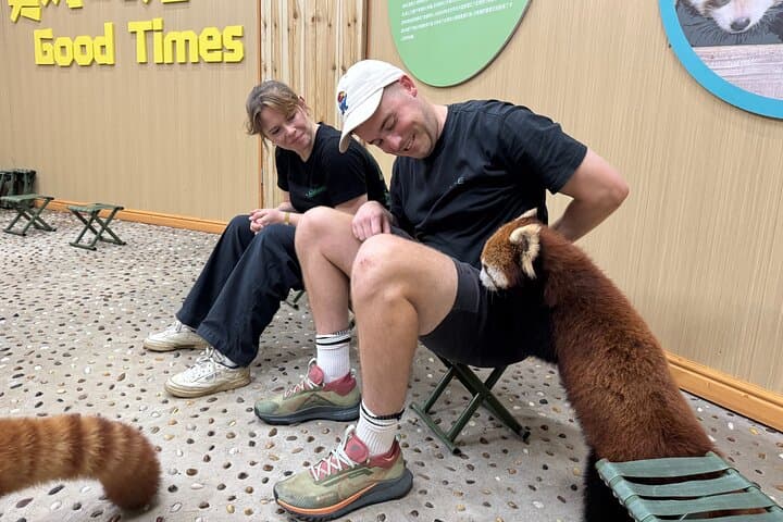 Dujiangyan Panda Park Day Tour: Up-Close Encounters with Giant and Red Pandas photo 4
