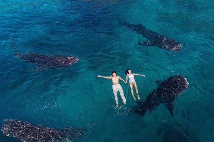 Cebu Whale Sharks, Pescador Island Sardines & Turtle Day Tour photo 2