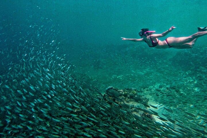 Cebu Whale Sharks, Pescador Island Sardines & Turtle Day Tour