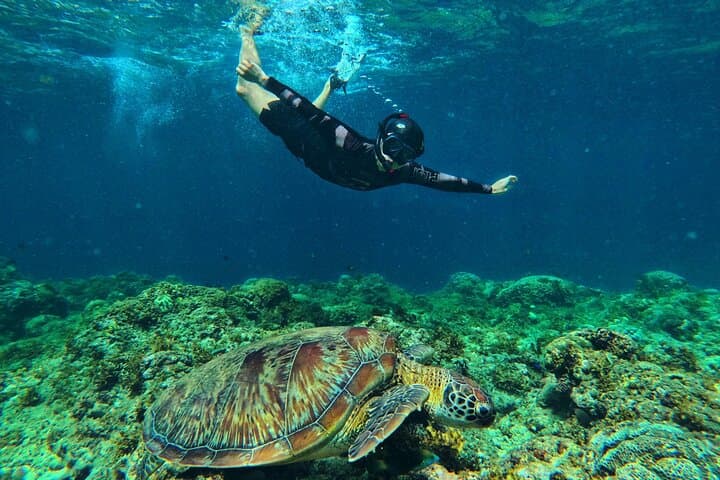 Cebu Whale Sharks, Pescador Island Sardines & Turtle Day Tour photo 5