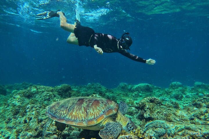 Cebu Whale Sharks, Pescador Island Sardines & Turtle Day Tour photo 6