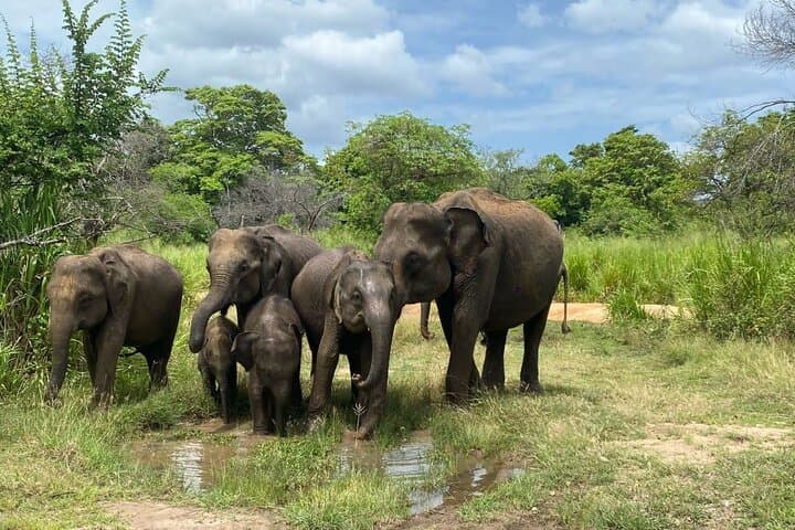 Sri Lanka 8-Day Private Tour: Cultural Sites, Hill Country & Coastal Wildlife photo 2