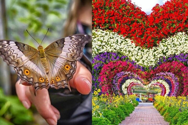 Dubai Miracle Garden & Butterfly Garden: Visitor Guide and Practical Tips