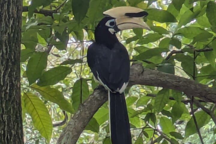Bukit Brown to MacRitchie: Jungle and Heritage Walk in Singapore photo 3
